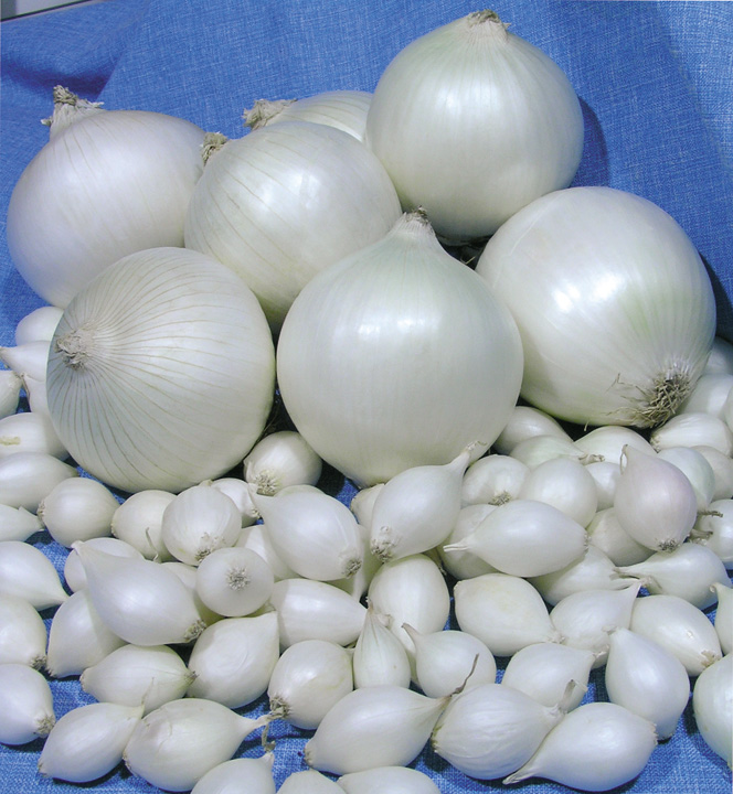 лук